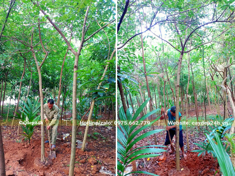 Công nhân đang đào và bứng bầu cây Điệp Vàng đường kính gốc 8cm