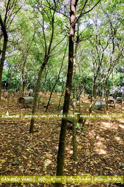 Điệp Vàng lâu năm đường kính gốc 5 - 7cm