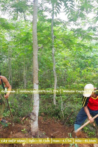 Đánh bầu cây Điệp Vàng công trình đường kính gốc 15cm