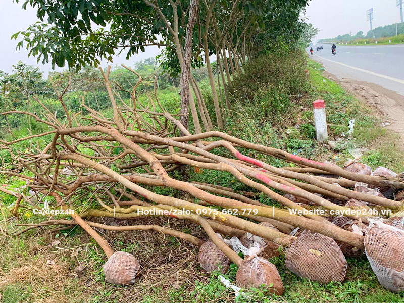 Chục cây Điệp Vàng mới bứng xếp thành đống