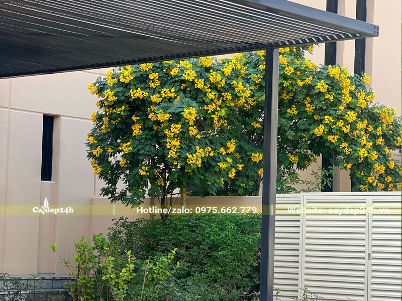 Điệp Vàng trồng trang trí trước nhà