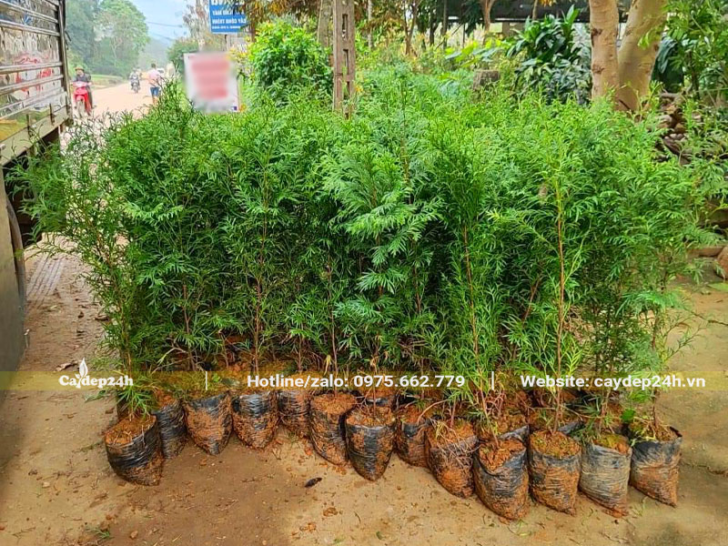 Hàng chục cây giống Bách Xanh cao 60cm xuất vườn