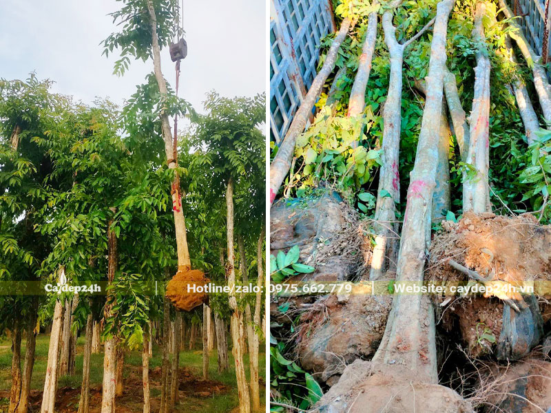 Cẩu cây săng lẻ công trình vanh 50 lên thùng xe đầu kéo