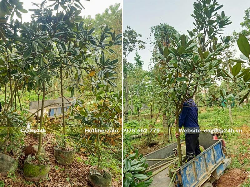 Vườn nuôi dưỡng cây Sen Đất từ nhỏ, chiều cao đạt hơn 2m