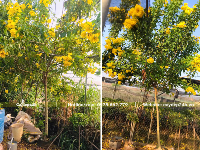 Những cây hoa vàng lâu năm chiều cao 2, đường kính gốc 3 - 5cm