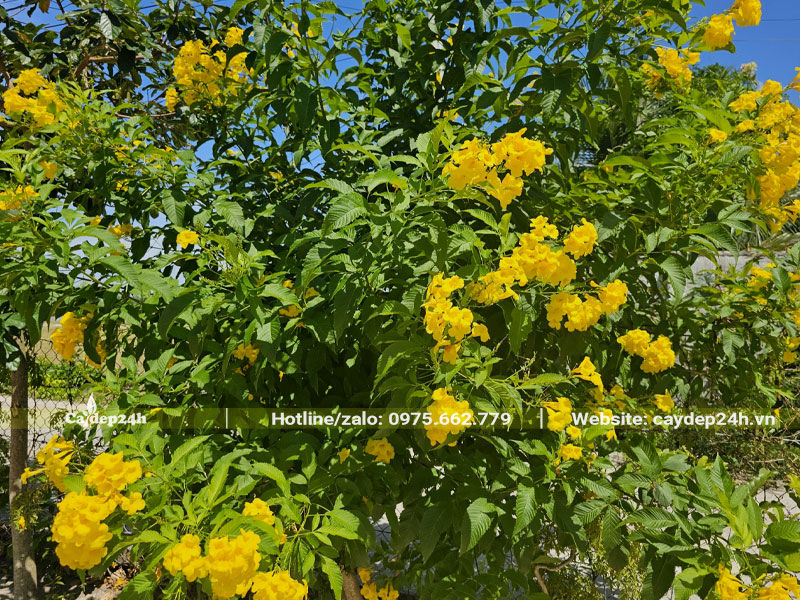 Cành nhánh cây Huỳnh Liên vàng đang đua nhau nở hoa