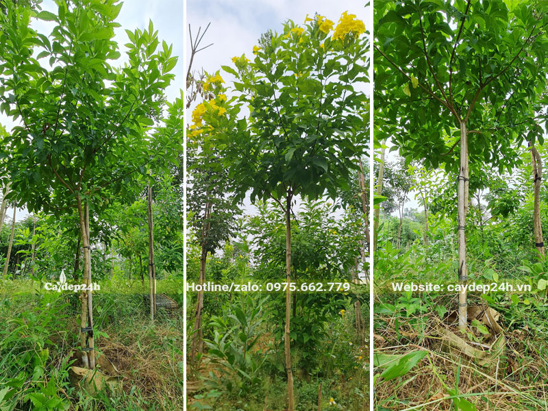 Huỳnh Liên công trình cao 2.5m