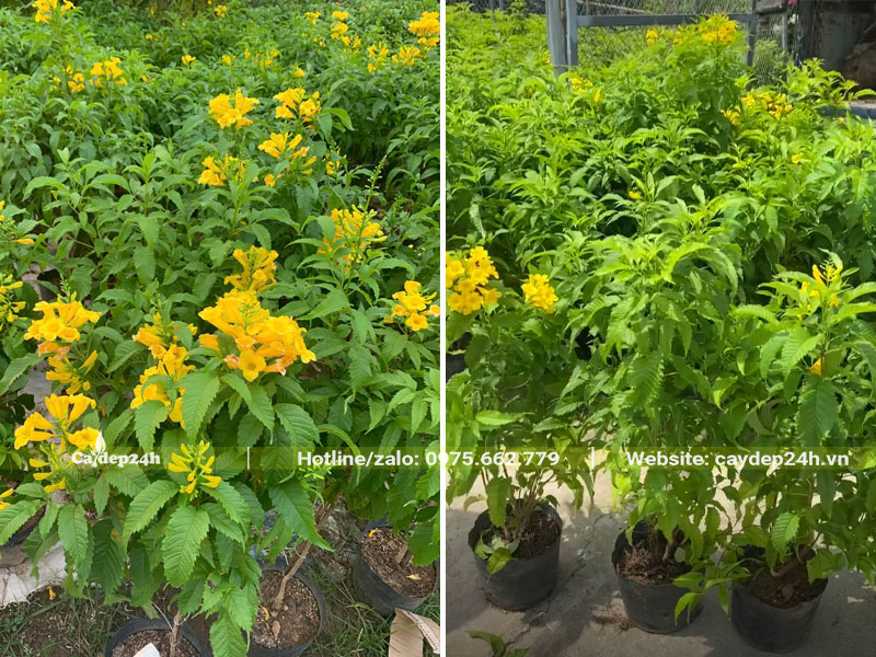 Cây giống Huỳnh Liên nguyên bầu