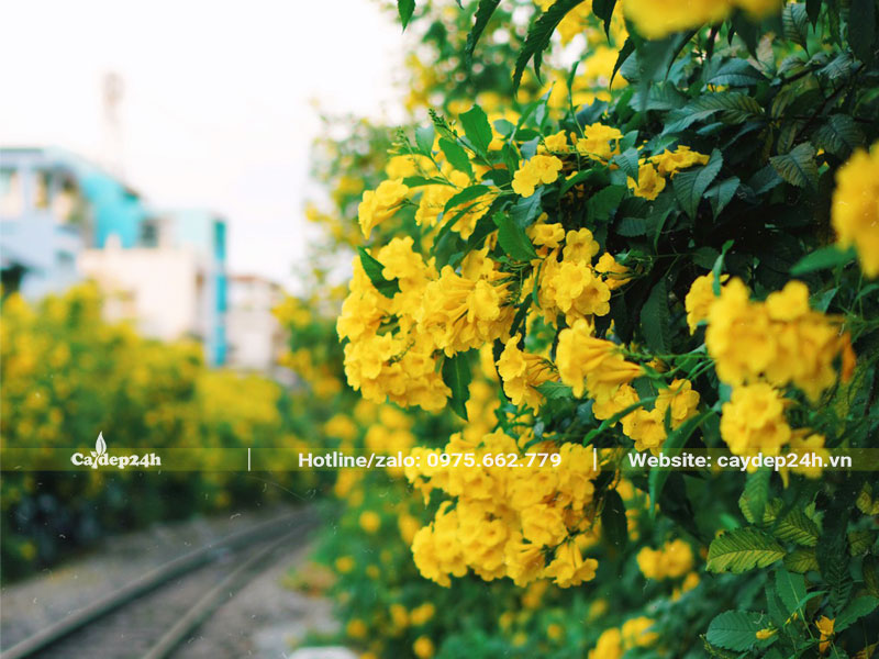 Con đường trồng toàn Huỳnh Liên đang đúng mùa hoa nở rộ vàng rực cả góc trời