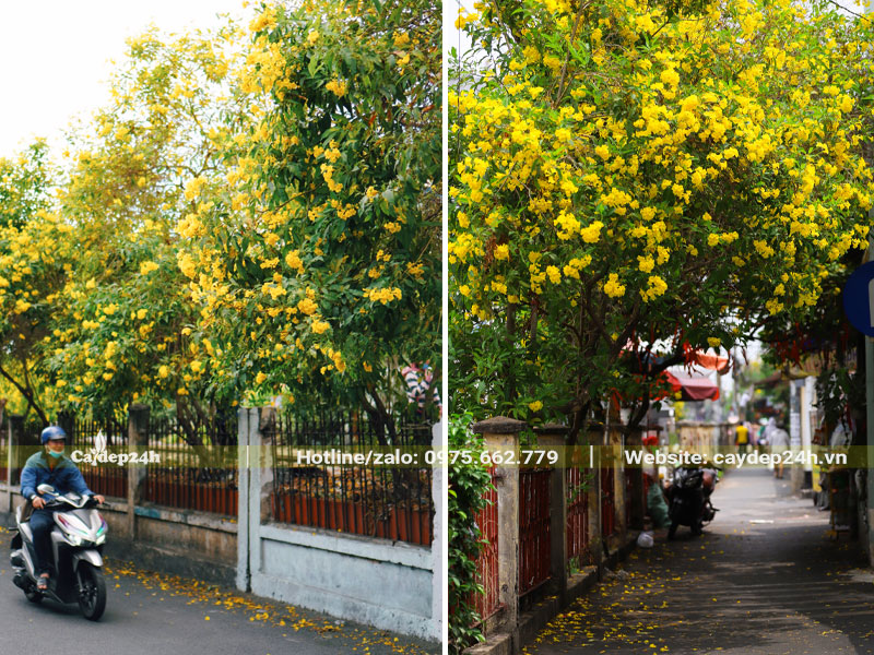Những cây Huỳnh Liên vàng lâu năm đang nở rộ hoa