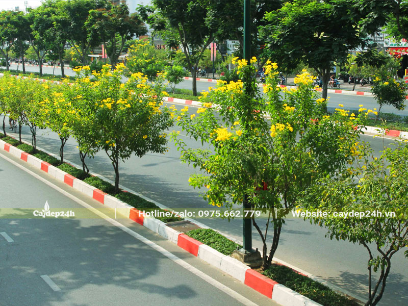 Những hàng Huỳnh Liên hoa vàng trồng ở dải phân cách giữa đường phố