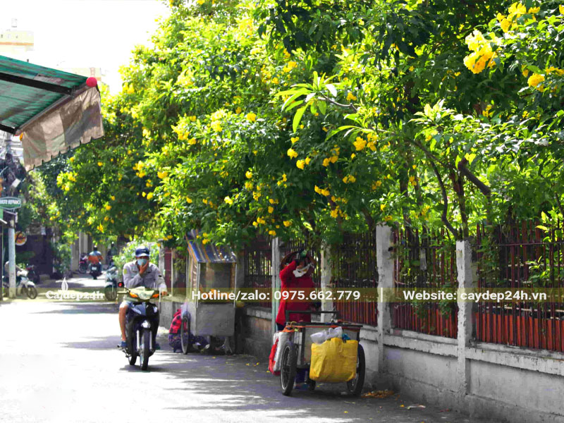 Hàng rào trồng cây Huỳnh Liên cổ thụ