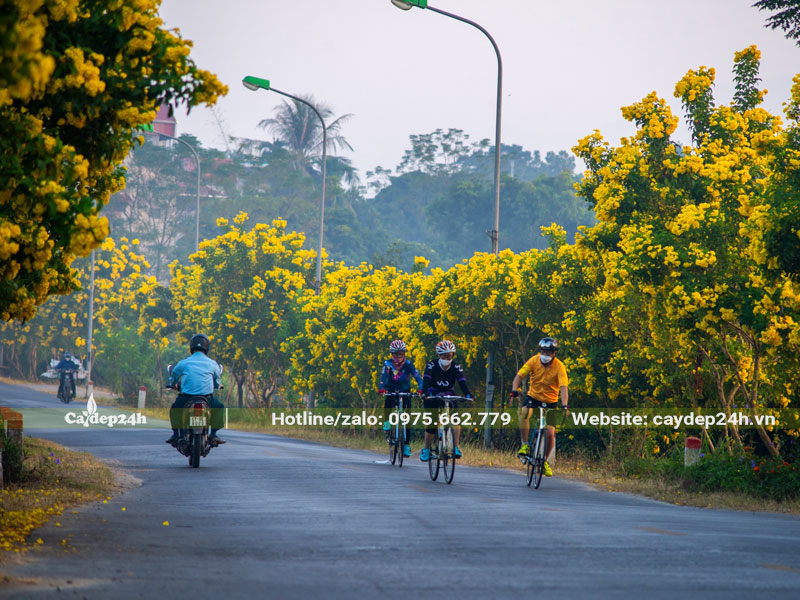 Huỳnh Liên hoa vàng trồng dọc hai bên đường quốc lộ