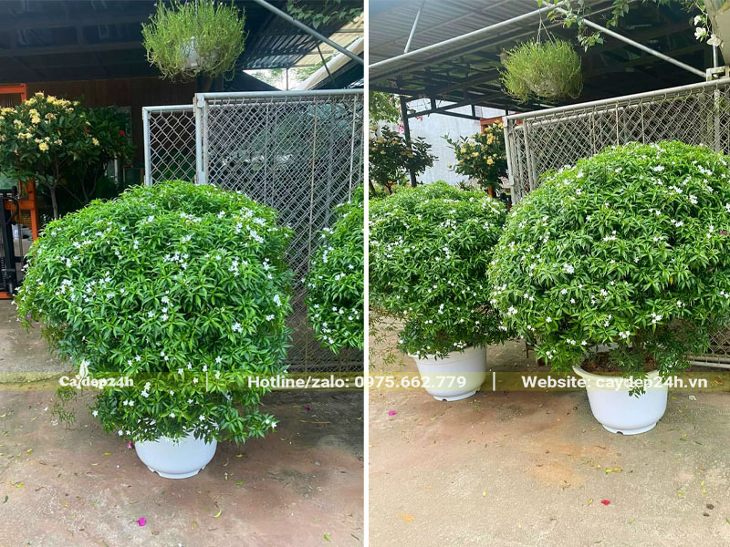 Mai Vạn Phúc lâu năm cao gần 1m, trồng chậu cảnh bằng nhựa