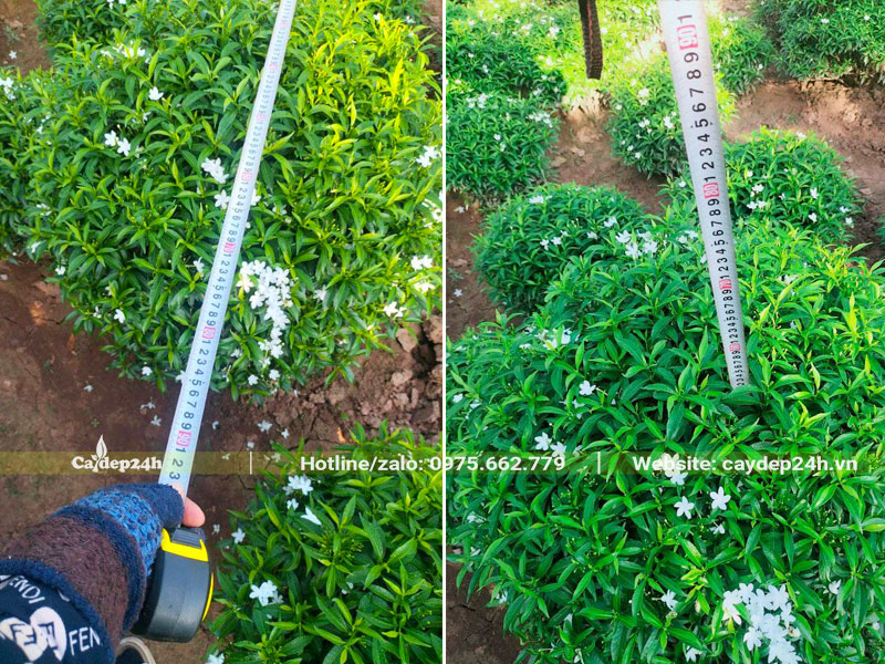 Đo đường kính tán và chiều cao của cây Mai Vạn Phúc trước khi báo giá cho khách