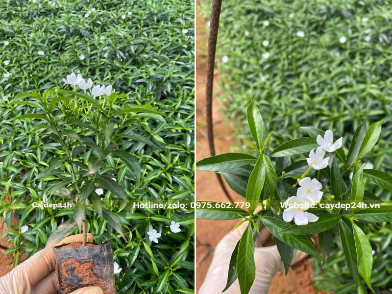 Vườn nhân giống số lượng lớn cây Mai Vạn Phúc, chiều cao khoảng 20cm