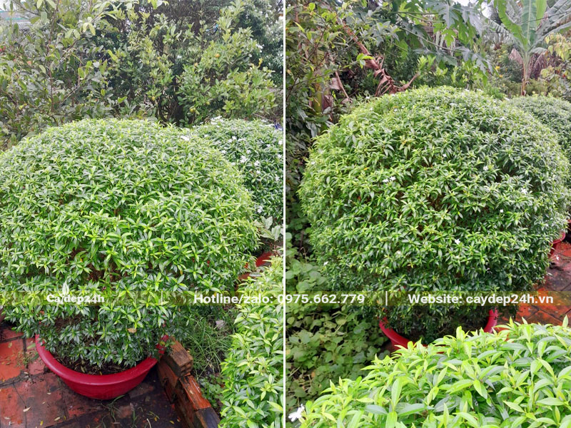 Những cây hoa Mai Tiểu Thư lâu năm, chiều cao 1m, đường kính tán hơn 1m