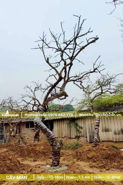 Đắp mô và trồng cây Mận cổ thụ đường kính gốc trên 18cm