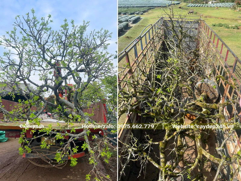 Xếp cây Mận cổ thụ lên thùng xe kéo, đơn hàng lớn cho khách tại Hà Nội