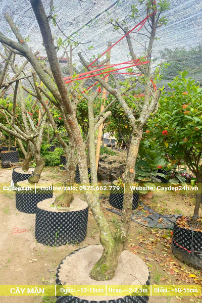 Vườn dâm ủ những cây Mận đường kính gốc từ 13 - 15cm