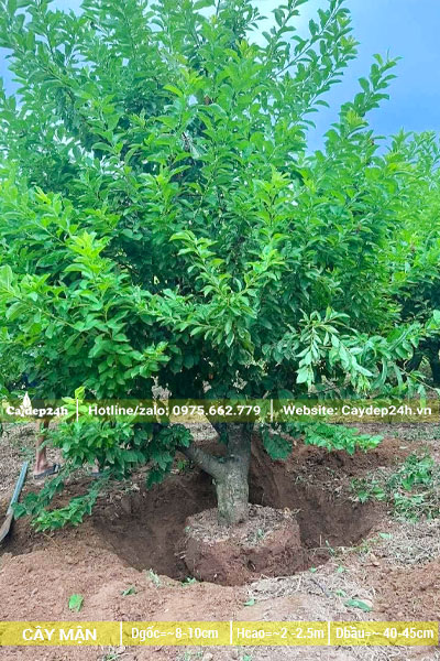 Bứng cây Mận lâu năm chiều cao trên 2m, vanh 35 - 40