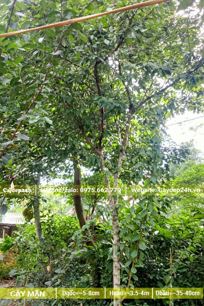 Cây Mận bứng thẳng đường kính gốc 5cm