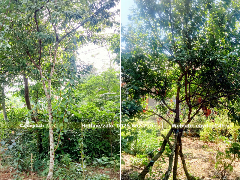 Vờn nuôi dưỡng Mận ăn quả lâu năm, cây cao 4 - 5m