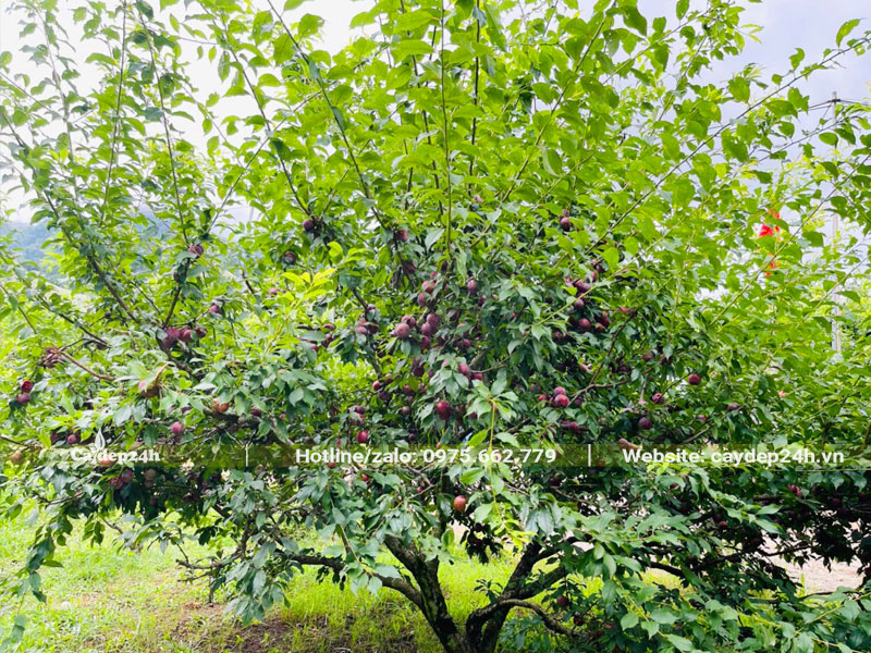 Cây Mận Sơn La đang vào mùa quả chín