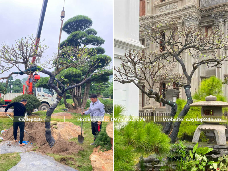 Trồng cây Mận Cổ thụ trong sân vườn của một căn biệt thự phong cách tân cổ điển