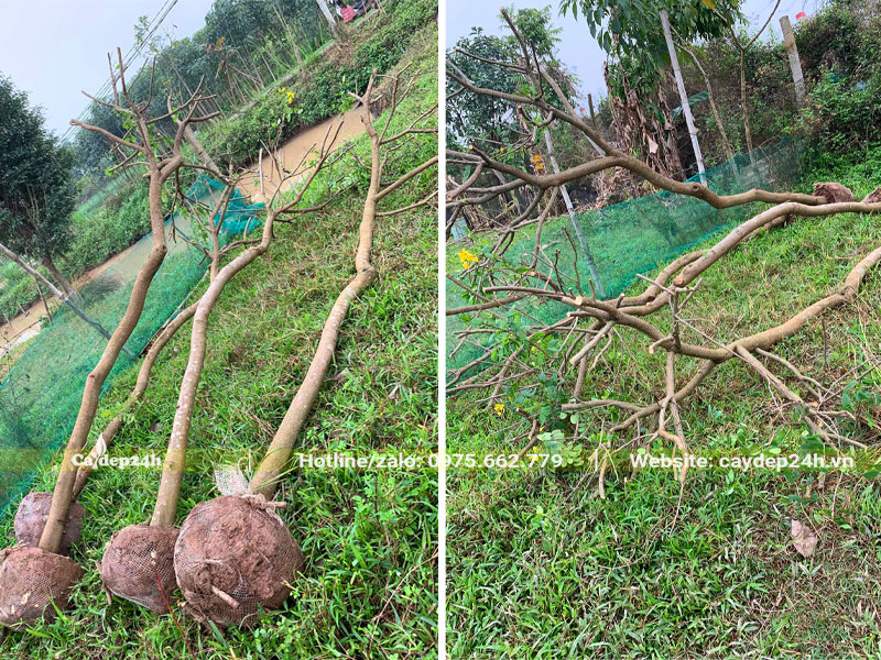 Cành lá đã tỉa hết trước khi đem trồng