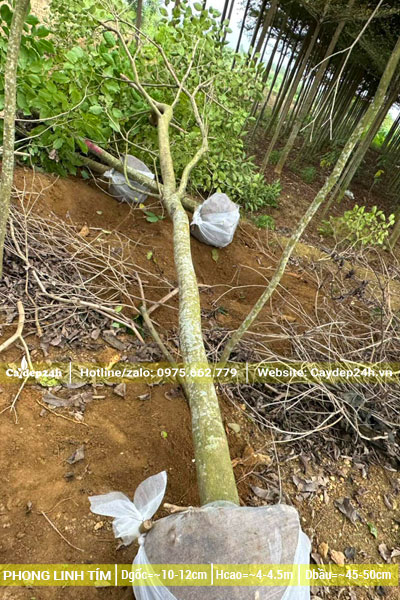 Đánh bầu cây Phong Linh Tím đường kính gốc 10 - 12cm