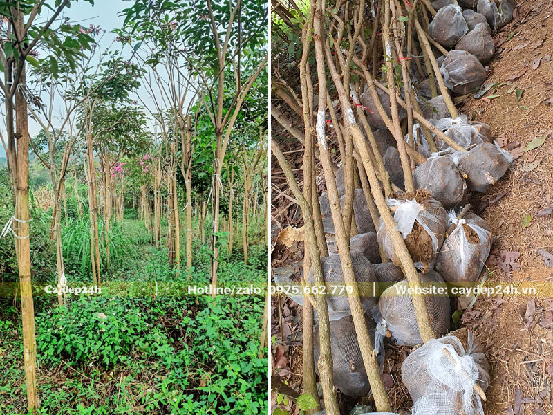 Bứng bầu hàng trăm gốc cây Phong Linh Tím đường kính gốc 3 - 4cm