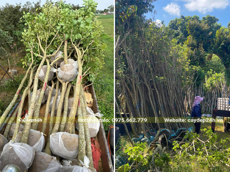 Vườn dâm ủ những cây Phong Linh tím công trình, kích thước lớn