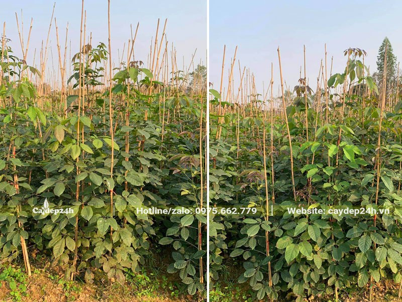 Vườn cây giống Phong Linh tím cao 1 - 1,5m