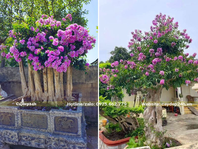 Chậu cây hoa Bằng Lăng rừng bonsai