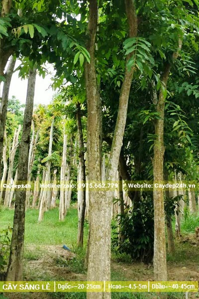 Nhà vườn trồng cây Săng Lẻ công trình đường kính gốc 20cm