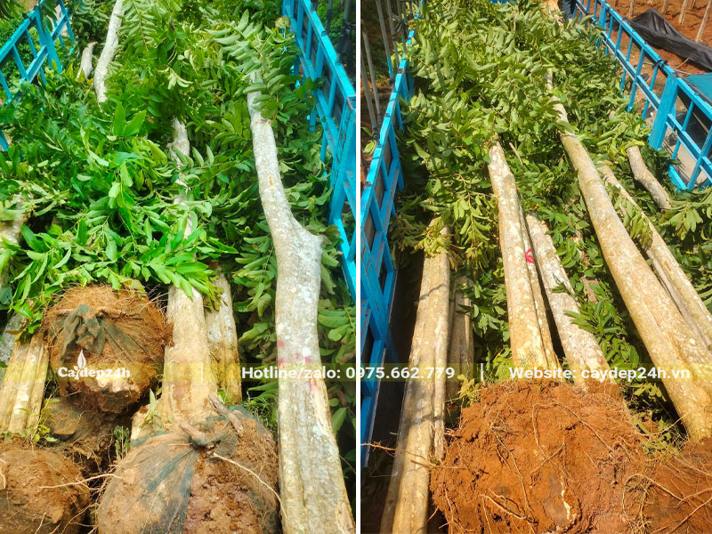 Vận chuyển cây bằng xe đầu kéo kích thước lớn