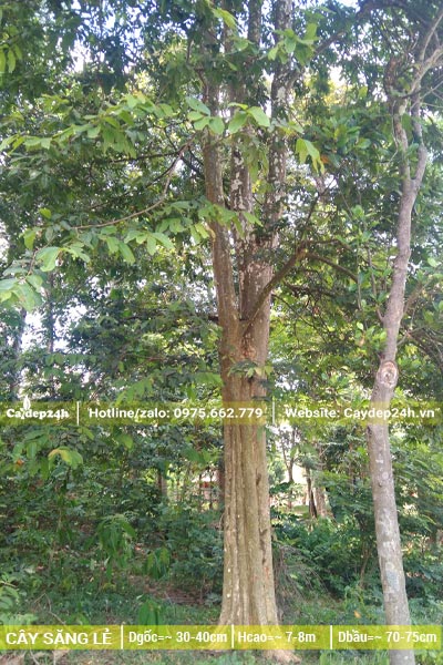 Cây Săng Lẻ trồng nhiều năm cao 7 - 8m, đường kính gốc từ 30cm trở lên