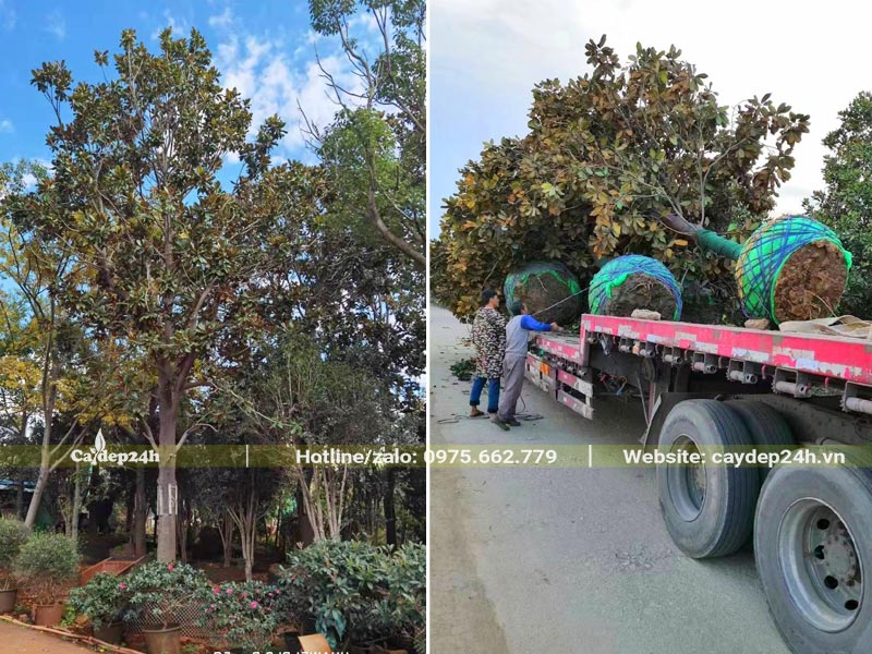 Nơi dâm ủ cây Sen Đất cổ thụ đường kính gốc 20cm