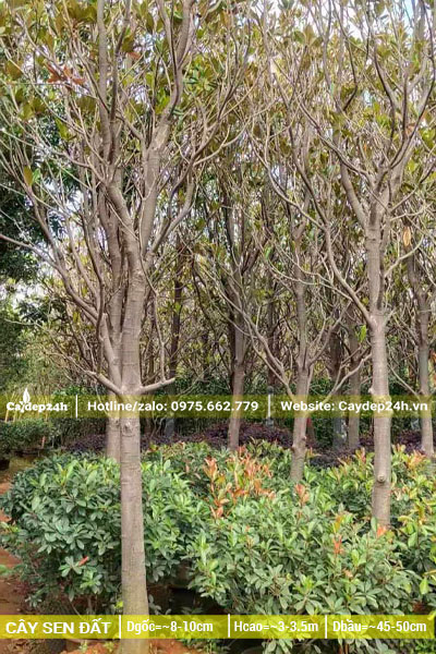 Vườn dâm ủ vài trăm cây Sen Đất đường kính gốc 8cm, chiều cao gần 4m