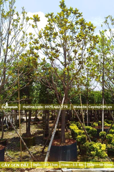 Sen Đất dâm ủ đường kính gốc từ 10cm trở lên