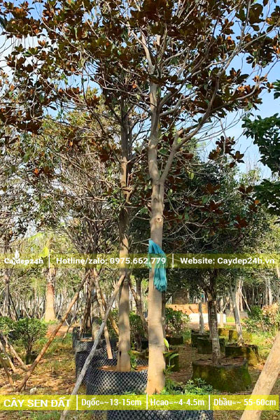 Sen Đất công trình tuyển chọn đường kính gốc từ 15 - 18cm