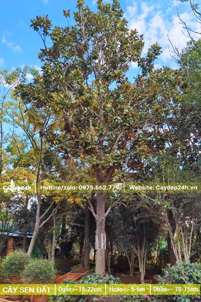 Cây Sen Đất đường kính gốc khoảng 20cm