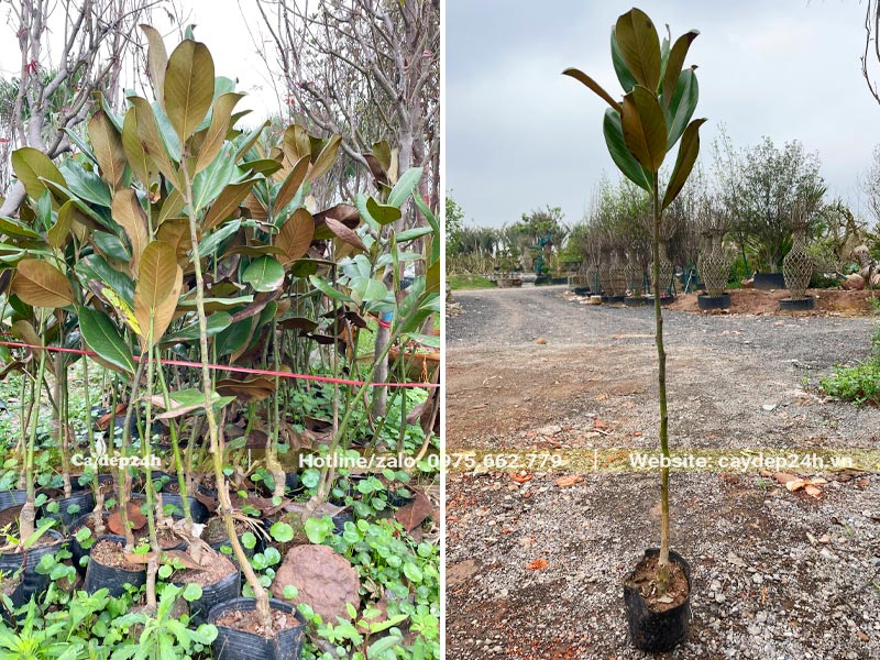 Cây giống Sen Đất ươm sẵn trong bầu