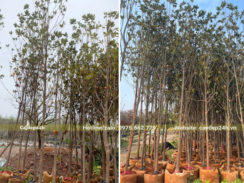 Cây hoa Sen Đất nhỏ, đường kính gốc 5cm, cao tầm 3m