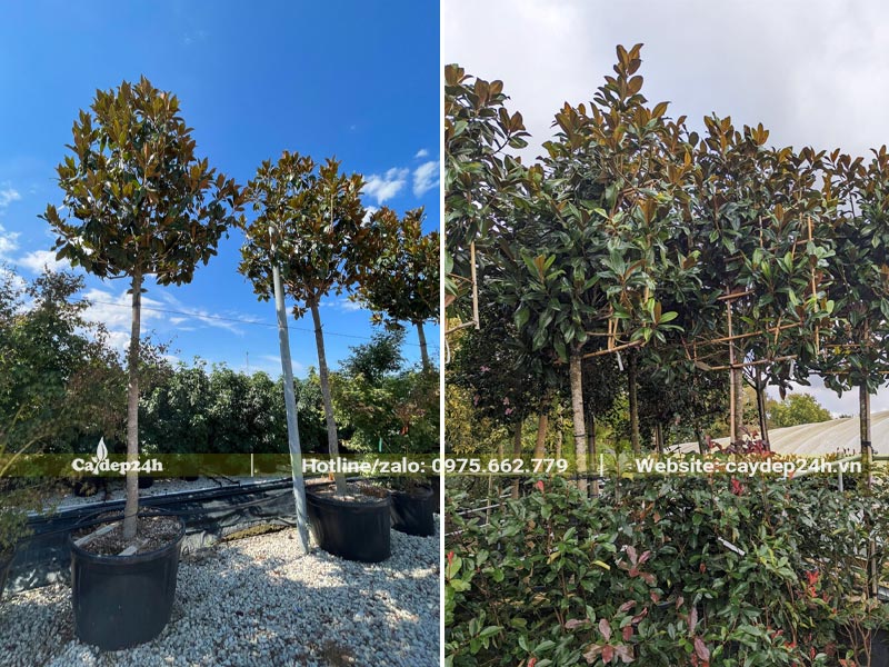 Những hàng Sen Đất dâm ủ, chiều cao khoảng 3 - 4m