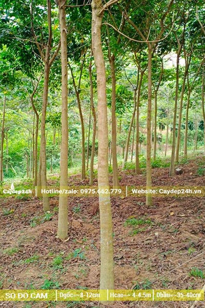 Nhà vườn vài hecta trồng cây Sò Đo Cam công trình đường kính gốc 10cm