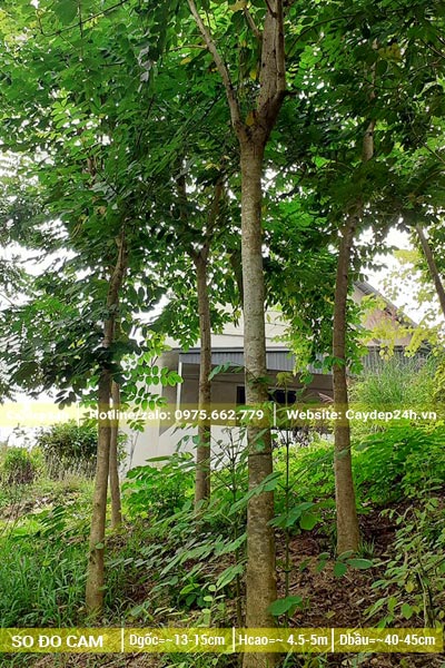 Sò Đo Cam công trình vanh 45 - 50