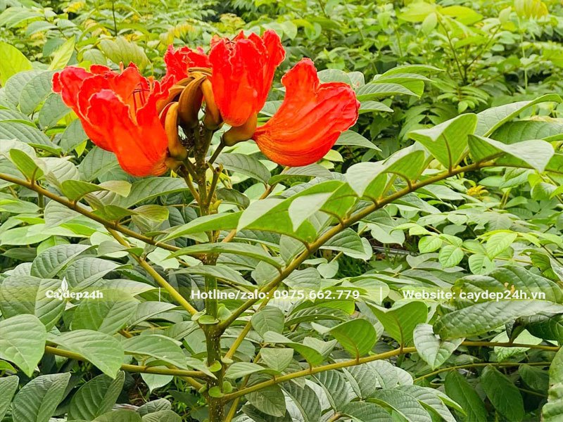 Sò Đo Cam giống chiều cao hơn 1m, đã cho hoa