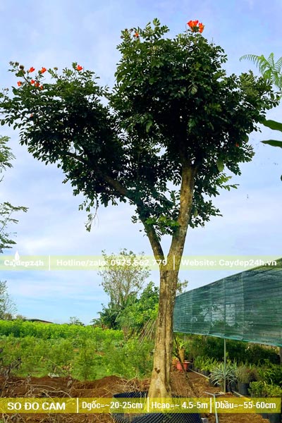 Cây Sò Đo Cam cổ thụ đã dâm ủ thời gian dài